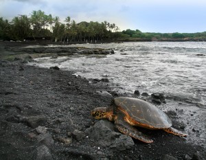 ¿Te apetece un baño de lava? Punalu'u Beach - punaluu-1-2-300x233 ¿Te apetece un baño de lava? Punalu'u Beach - punaluu-1-2-300x233