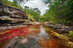 El río más hermoso del mundo, o el arco iris que se derritió - cano-cristales-8-thumb El río más hermoso del mundo, o el arco iris que se derritió - cano-cristales-8-thumb