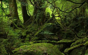 Yakushima, naturaleza y futuro unidos en la esperanza - Yakushima-Island1-300x187