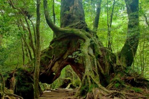 Yakushima, naturaleza y futuro unidos en la esperanza - some-trees-are-giant-in-yakushima-300x199