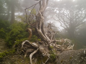 Yakushima, naturaleza y futuro unidos en la esperanza - yakushima-2-300x225