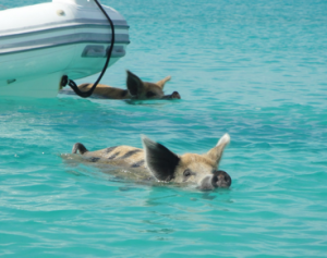 Los cerdos nadadores de Pig Island, Bahamas - Sin-título1-300x237 Los cerdos nadadores de Pig Island, Bahamas - Sin-título1-300x237