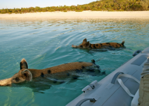 Los cerdos nadadores de Pig Island, Bahamas - Sin-título2-300x215 Los cerdos nadadores de Pig Island, Bahamas - Sin-título2-300x215