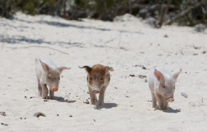 Los cerdos nadadores de Pig Island, Bahamas - Sin-título3-300x191 Los cerdos nadadores de Pig Island, Bahamas - Sin-título3-300x191