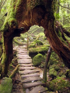 La isla del Sugi - japan-lrjb-shiratani-3307938-h-225x300