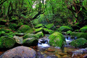 La isla del Sugi - yakushima-9209612-o-300x199
