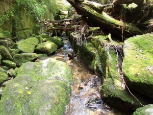 La isla del Sugi - yakushima-trekking-forest-559501-h-300x225