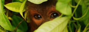La isla del hombre de los bosques - orangutan-3-300x108 La isla del hombre de los bosques - orangutan-3-300x108