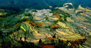 Las terrazas multicolor de Yunnan - campos-arroz-yunnan-3-300x161