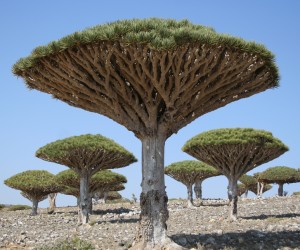 Socotra, un paraíso raro y único - Drago-Socotra-300x250