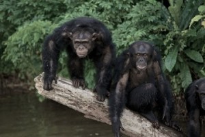 La isla de los chimpancés que ayudaron a salvar vidas - simios-300x200