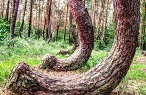 El bosque de Gryfino (Polonia) - Curvas-pinos-300x196