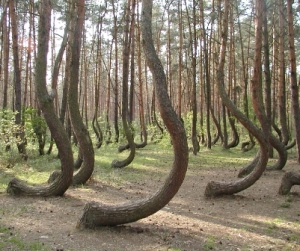El bosque de Gryfino (Polonia) - Gryfino-300x251