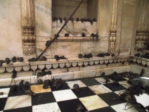 El templo de las ratas del Rajasthán - karni-mata-temple-300x225