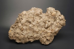 Shell Beach (Australia) - Coquina-300x200