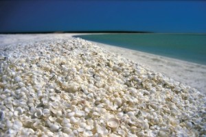 Shell Beach (Australia) - Shell-Beach1-300x200