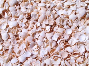Shell Beach (Australia) - Shell-Beach2-300x225