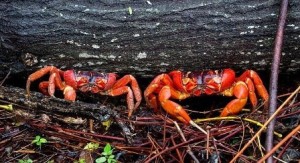 Isla de Navidad: el viaje del cangrejo rojo - Cangrejos-en-la-selva-300x163