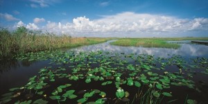 Everglades, el mar de pastos. - EVERGLADES-FLORIDA-300x150 Everglades, el mar de pastos. - EVERGLADES-FLORIDA-300x150