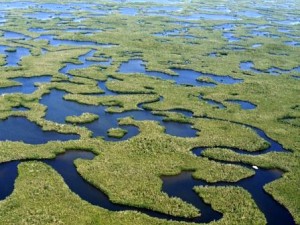 Everglades, el mar de pastos. - Everglades-300x225