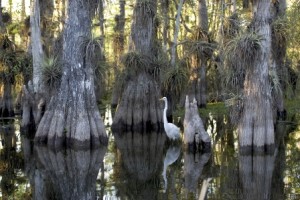 Everglades, el mar de pastos. - Everglades_National_Park-300x200 Everglades, el mar de pastos. - Everglades_National_Park-300x200