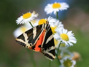 Valle de las Mariposas (Turquía) - Jersey-Tiger-300x225 Valle de las Mariposas (Turquía) - Jersey-Tiger-300x225