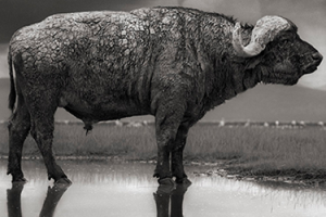 El lago Natrón: naturaleza petrificada - buffalo-resize-300x200 El lago Natrón: naturaleza petrificada - buffalo-resize-300x200