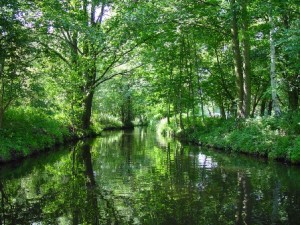 Spreewald en Berlín (Alemania) - Bosque-de-Spree-300x225