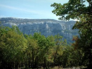 Refugiarse del calor en el bosque místico de Sainte- Baume - Bosque-Sainte-baume-300x225