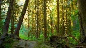 Bosque de Hoh (Washington, EE.UU.) - Bosque-de-Hoh-300x169