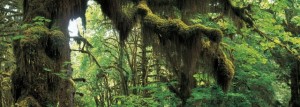Bosque de Hoh (Washington, EE.UU.) - Hoh-Rainforest-WA-1-300x107 Bosque de Hoh (Washington, EE.UU.) - Hoh-Rainforest-WA-1-300x107