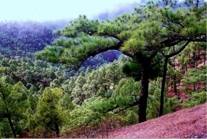 Caldera de Taburiente. (Canarias) - Interior-de-la-caldera-300x202