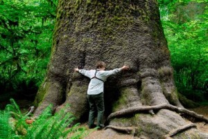 Bosque de Hoh (Washington, EE.UU.) - hoh-rainforest-olympics-300x201