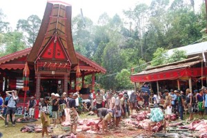 Sulawesi, el hogar de los Toraja - Sacrificio-funeral-Tana-Toraja-300x200 Sulawesi, el hogar de los Toraja - Sacrificio-funeral-Tana-Toraja-300x200