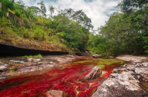 Caño Cristales (Colombia) - Caño-Cristales-300x196