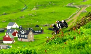 Islas Feroe - Frailecillos-300x178