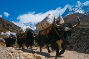 Trekking con Banoa - Yak-train-trekking-nepal-300x200