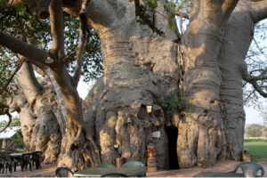Sunland Baobab, el árbol Pub. - baobad_pub_monllar-300x200