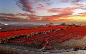 La Playa roja de Panjin - Red-Beach-4-300x191 La Playa roja de Panjin - Red-Beach-4-300x191