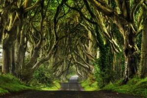 Dark Hedges (Irlanda) - Dark-Hedges_017_800x533-300x200