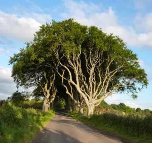 Dark Hedges (Irlanda) - darkHedges-300x282