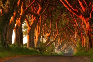 Dark Hedges (Irlanda) - sFiz8cl-300x200