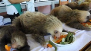 Sloth Sanctuary y los perezosos - maxresdefault-300x169 Sloth Sanctuary y los perezosos - maxresdefault-300x169