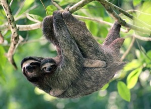 Sloth Sanctuary y los perezosos - perezoso-con-su-cria-300x217 Sloth Sanctuary y los perezosos - perezoso-con-su-cria-300x217