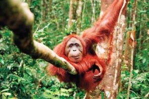 Sangkulirang-Mangkalihat en Kalimantan - the-most-beautiful-animal-picture-babies-of-beautiful-dangerous-animals-african-rainforest-animals-pictures-of-animals-that-live-in-the-tropical-rainforest-300x199