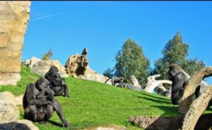 Bioparc: vacaciones con niños - Gorilas-300x185
