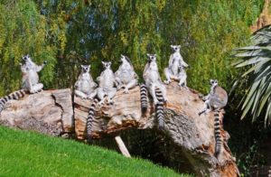 Bioparc: vacaciones con niños - Lémures-de-cola-anillada-300x196