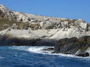 Monumento Natural Isla Cachagua - isla-los-pinguinos-cachagua-1-300x225 Monumento Natural Isla Cachagua - isla-los-pinguinos-cachagua-1-300x225