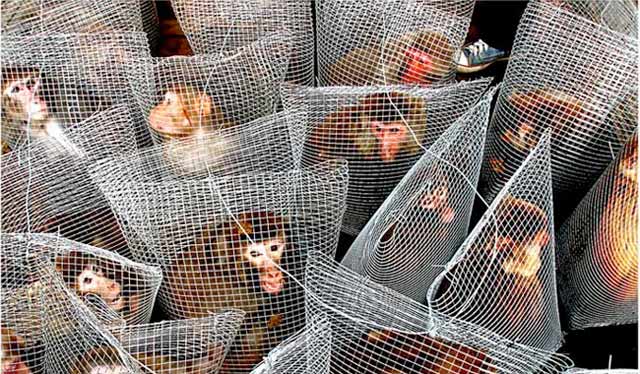 De monos, compañías aéreas, ciencia e injusticias