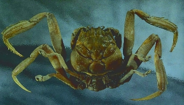 Cangrejos con cara de samurái